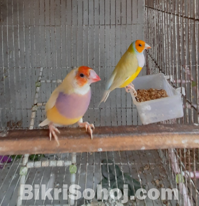 Adult Gouldian Finch for sale at Mirpur-1